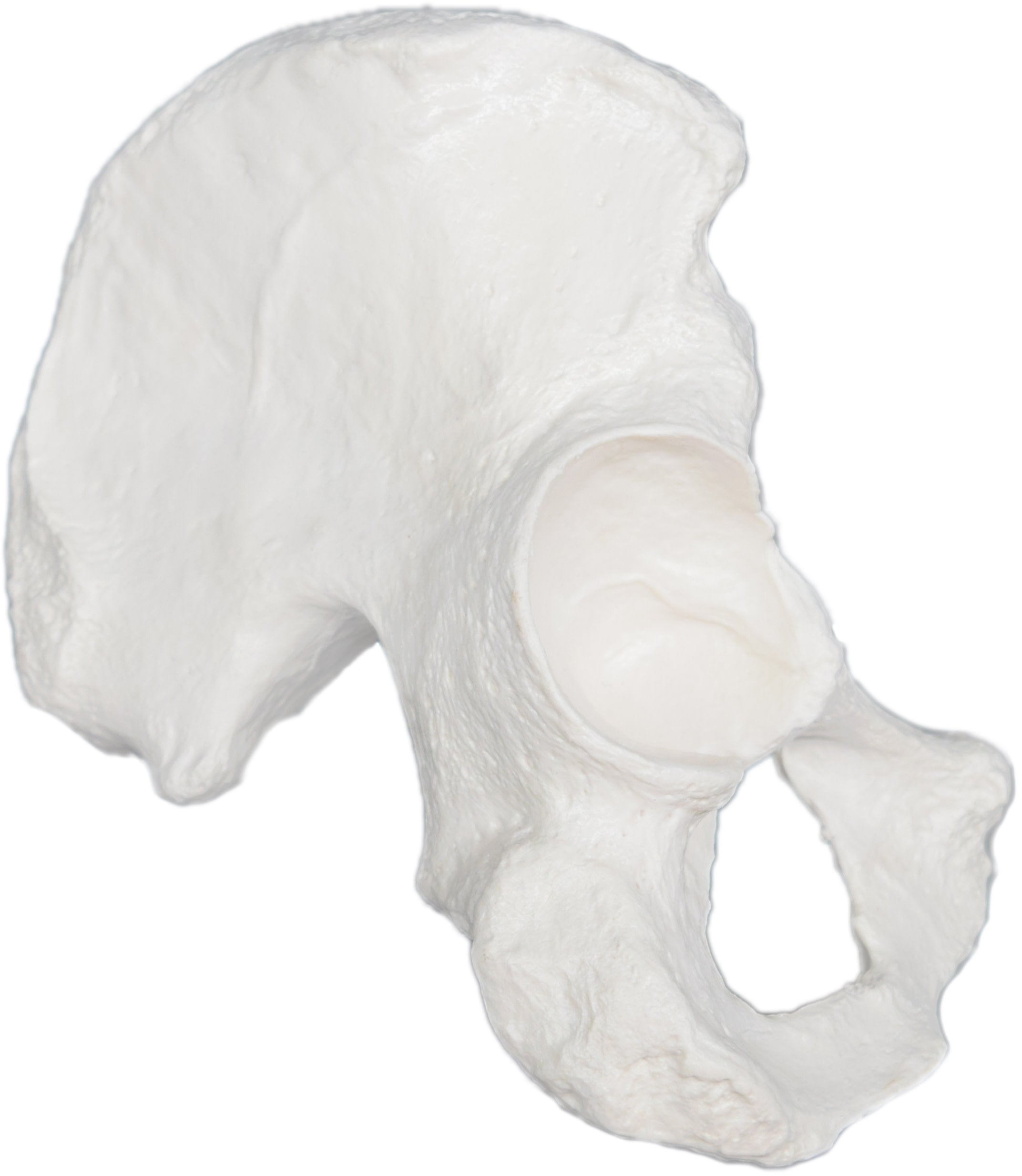 Human Hip Bone Anatomical Model, Left