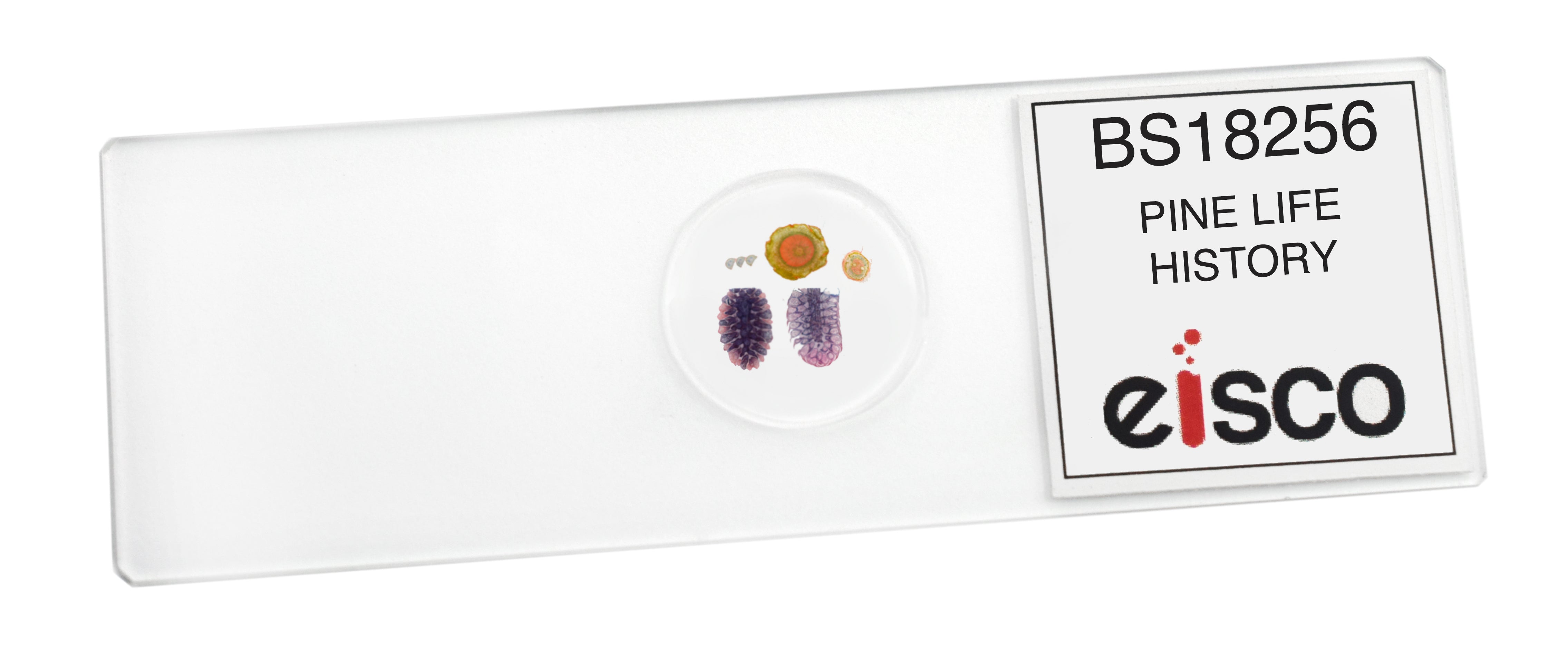 Pine Life History Composite Prepared Microscope Slide