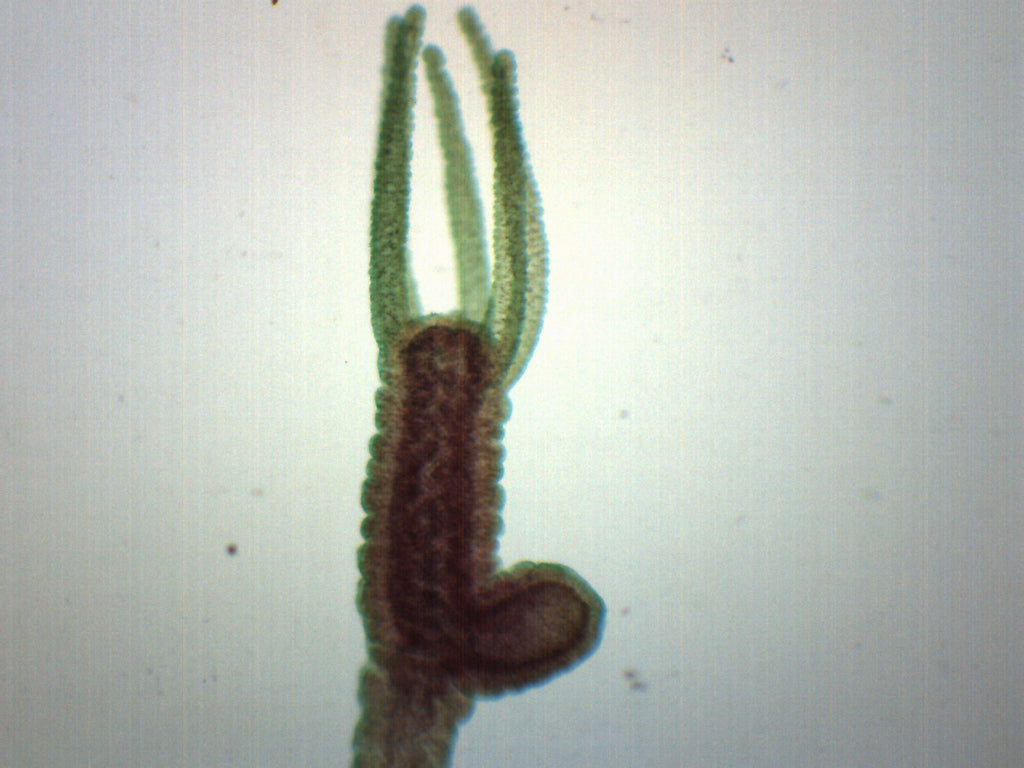 Hydra Bud Wholemount Prepared Microscope Slide