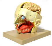 Introductory Human Head Dissection Model with Removable Half Brain
