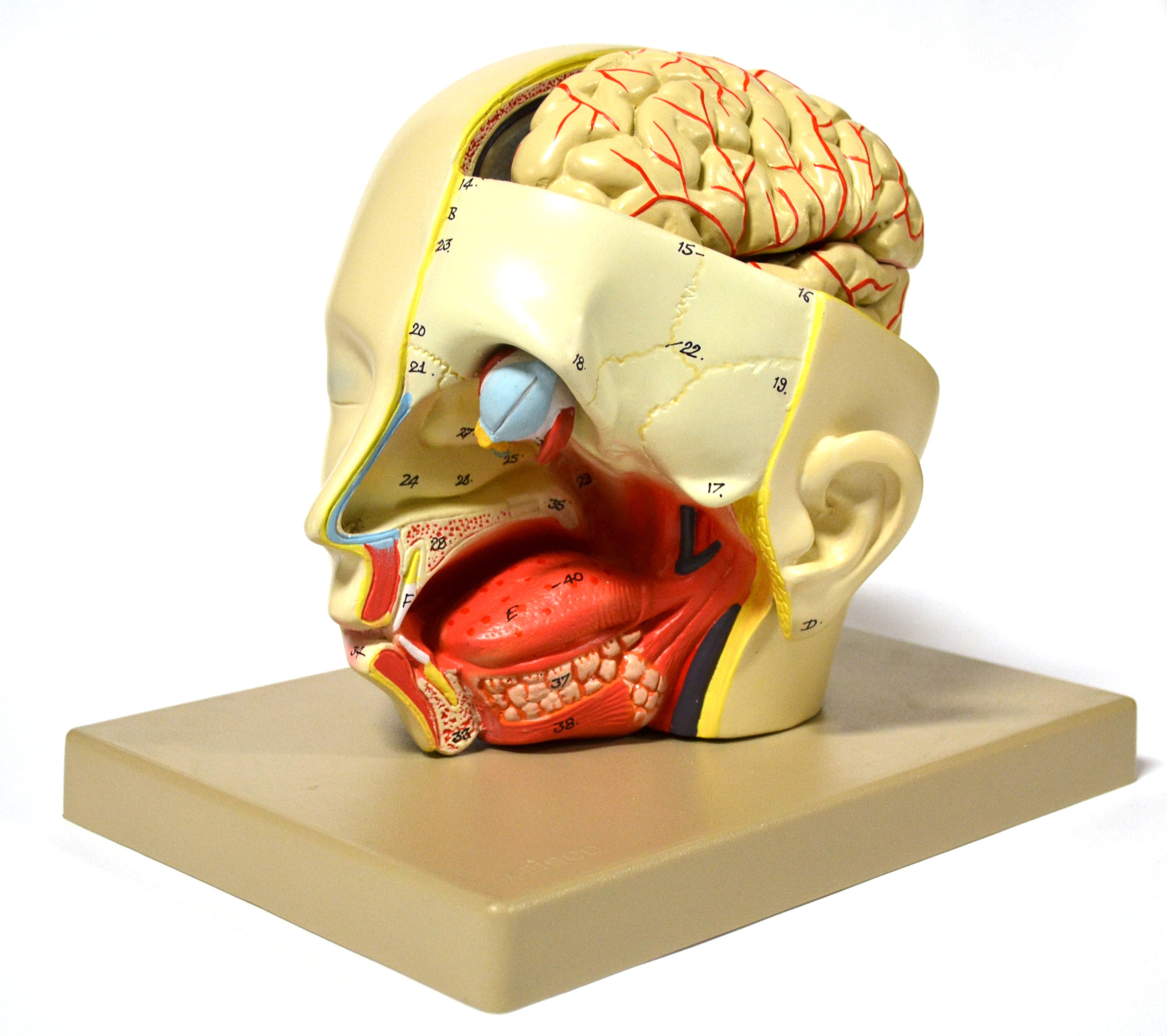 Introductory Human Head Dissection Model with Removable Half Brain