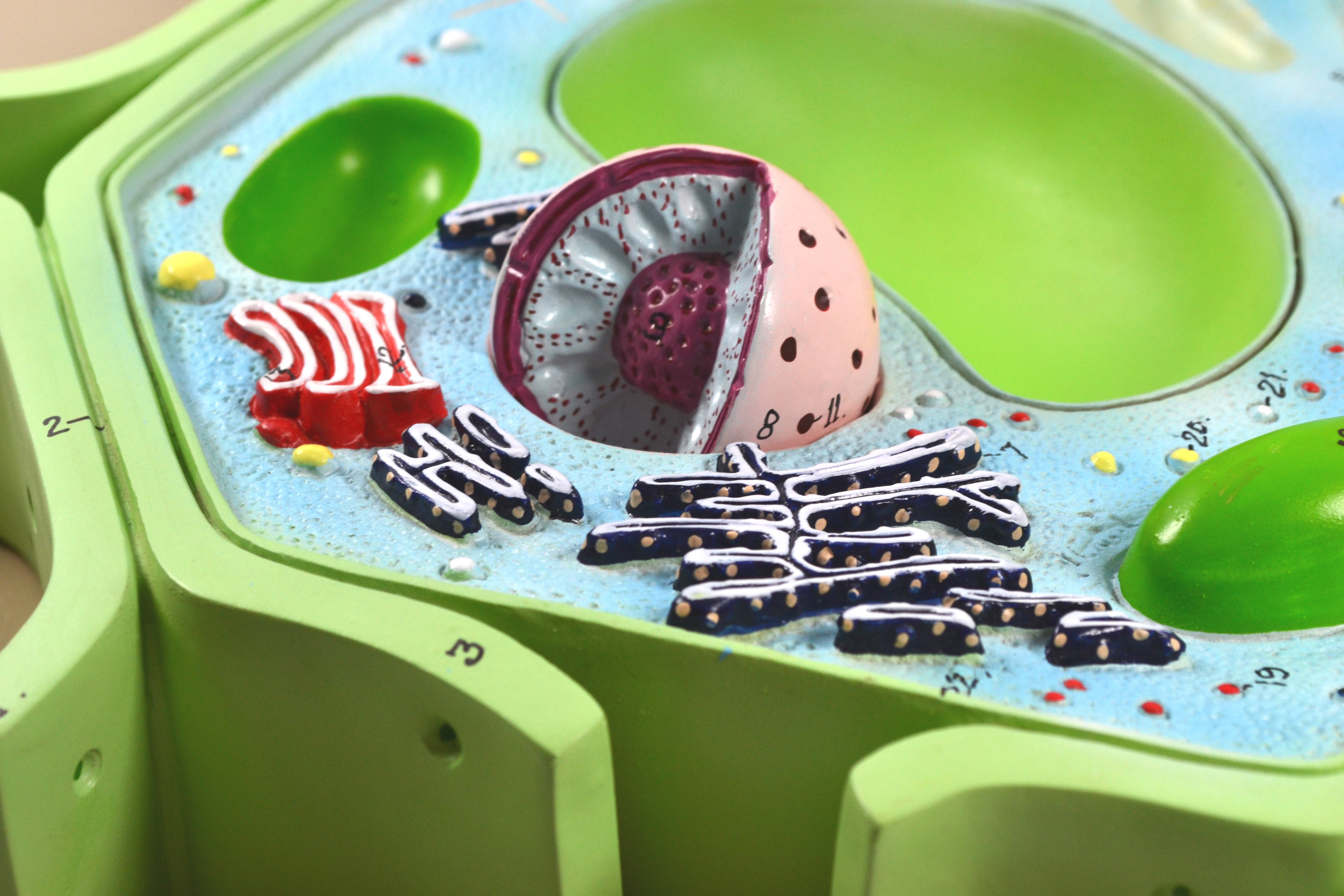 4-Part Plant Cell Model with Removable Chloroplast, Mitochondrion, and Nucleus