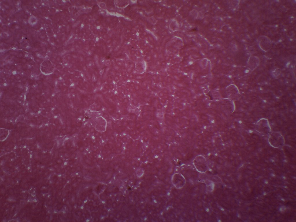 Cat Kidney Prepared Microscope Slide