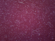 Cat Kidney Prepared Microscope Slide