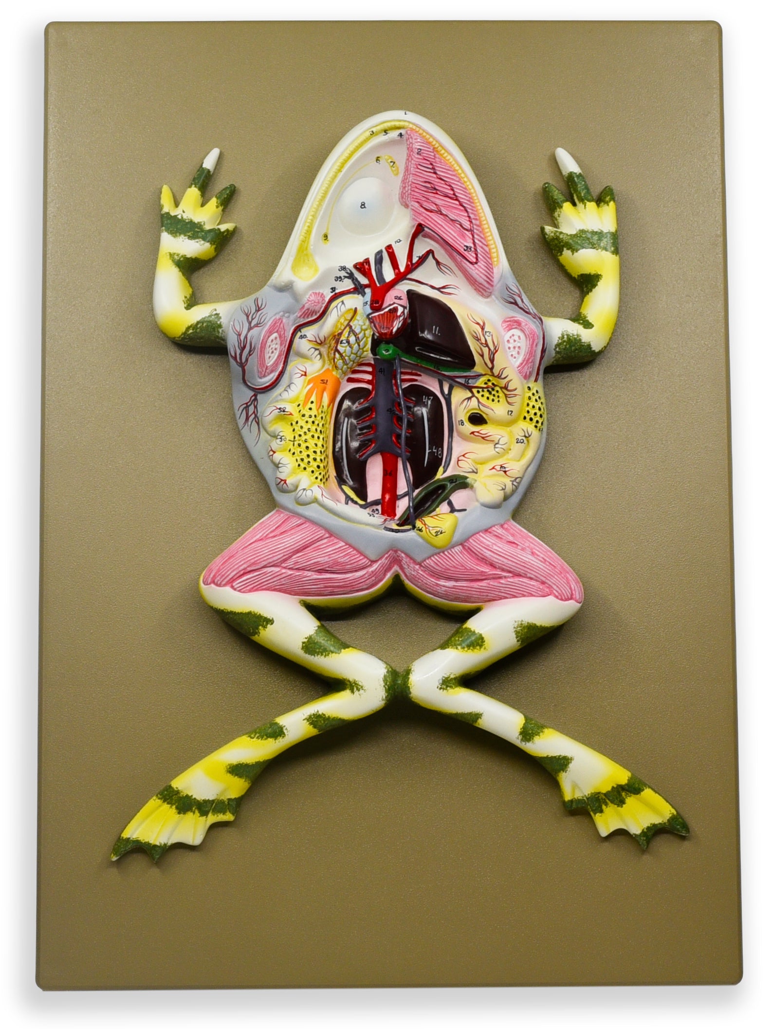 Frog Dissection Anatomical Model with Keycard, 17 inch