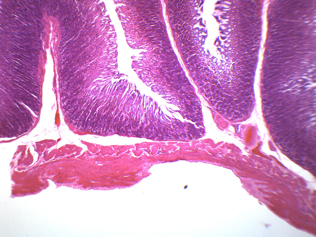 Stomach Composite Section Prepared Microscope Slide