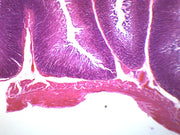 Stomach Composite Section Prepared Microscope Slide