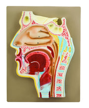 Human Nose Anatomical Model, 2X Life Size, 12" Tall