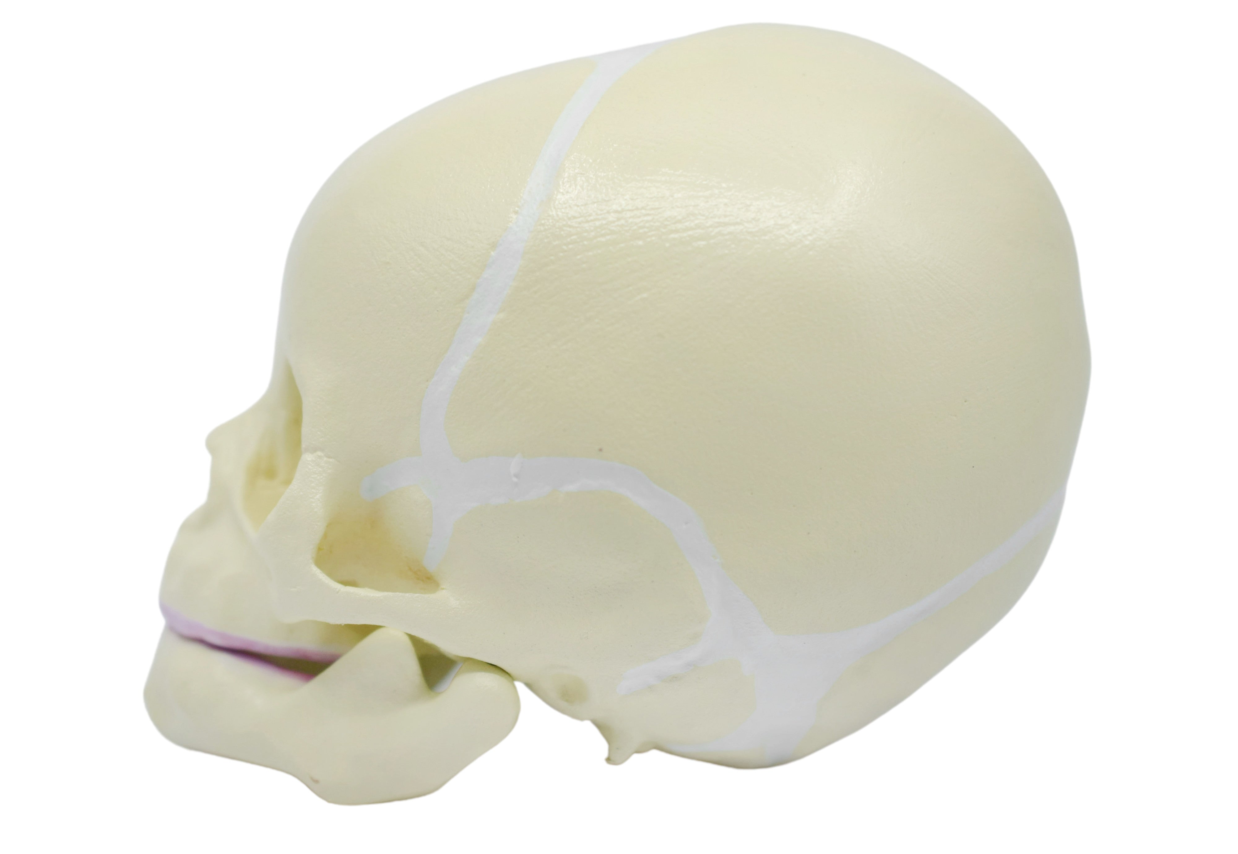 Life-Size Infant Skull Anatomical Model with Articulated Mandible