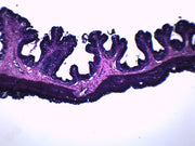 Frog Esophagus Cross-Section Prepared Microscope Slide