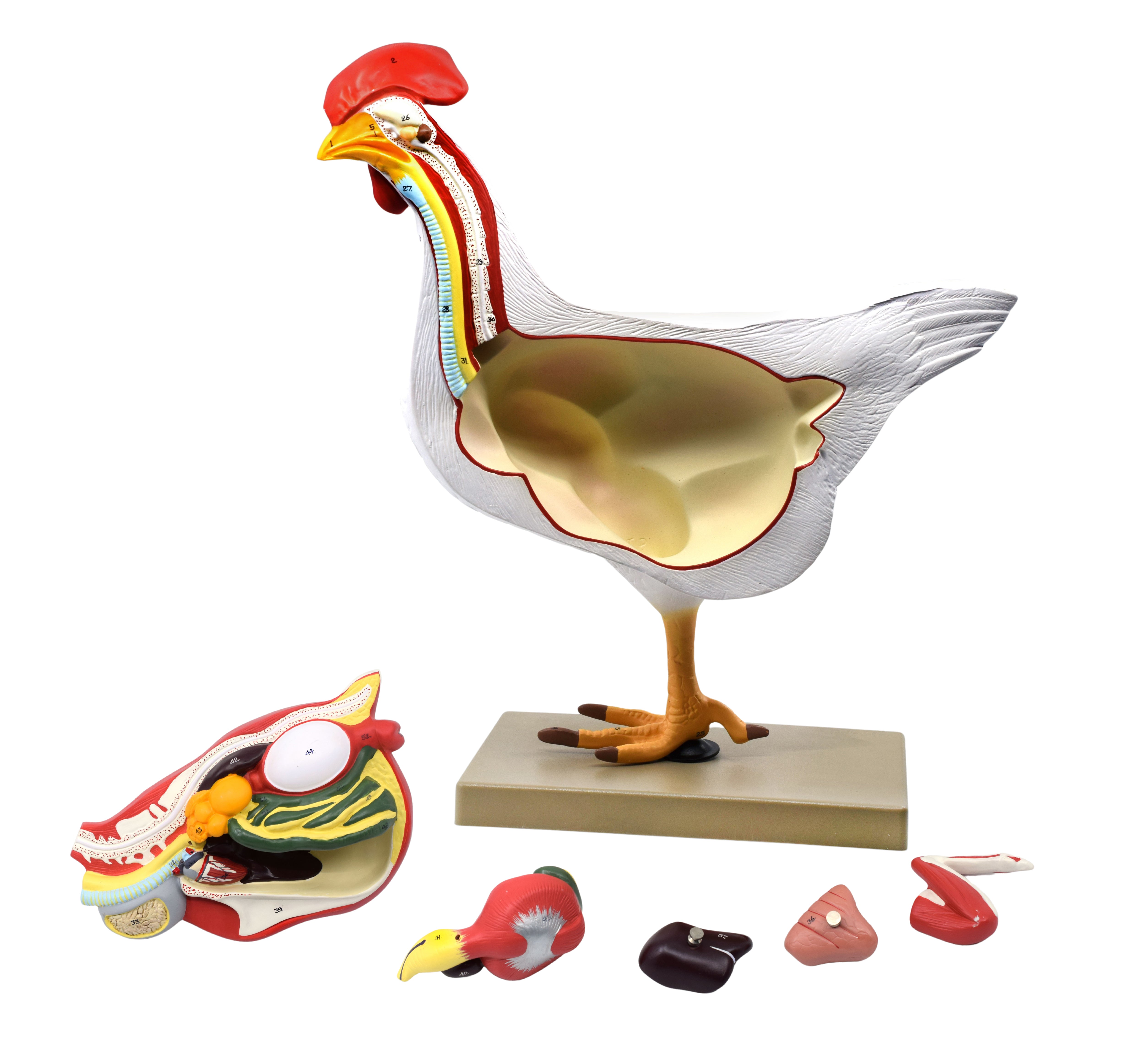 6-Part Hand-Painted Life-Size Chicken Hen Anatomy Cross-Section Model