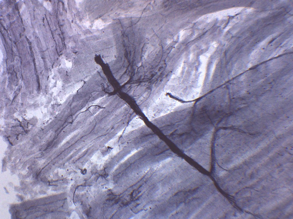 Spinal Cord Cross-Section Prepared Microscope Slide