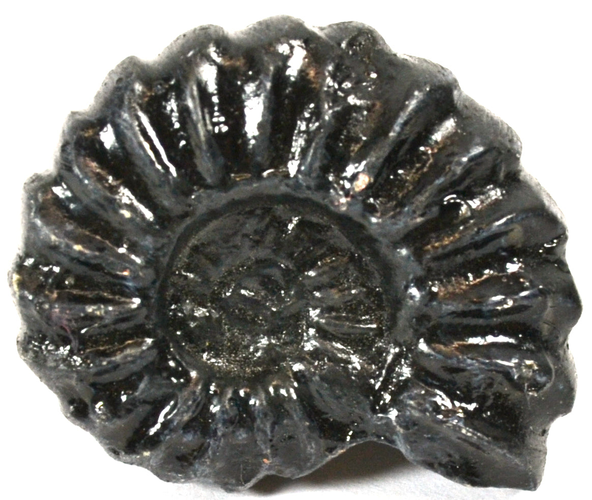 Mesozoic Perisphinctes Ammonite Fossil Replica, 4cm