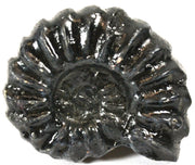 Mesozoic Perisphinctes Ammonite Fossil Replica, 4cm