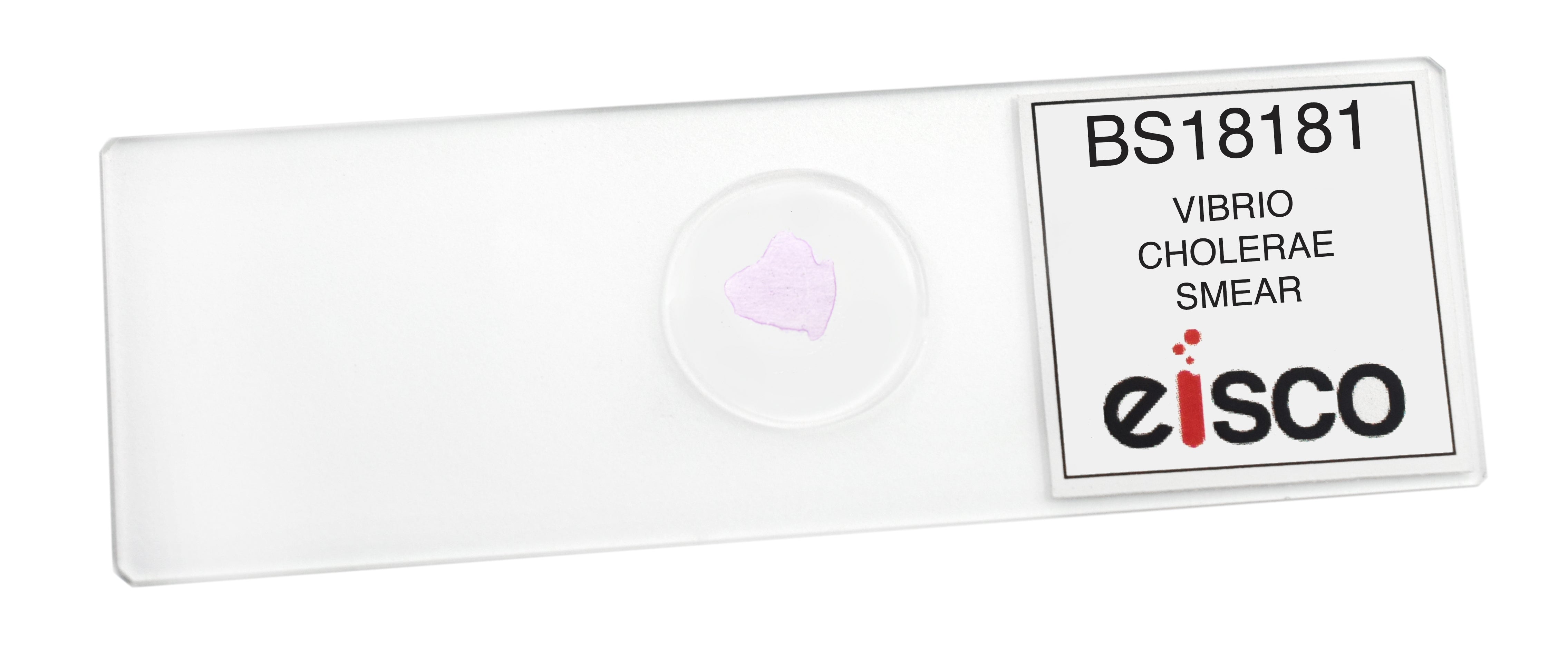 Vibrio Cholerae Smear Prepared Microscope Slide