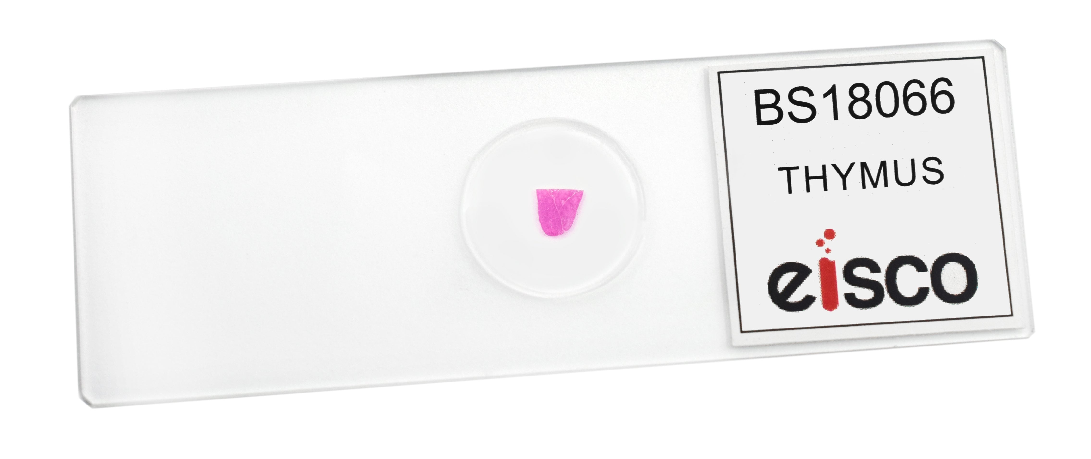 Thymus Cross-Section Prepared Microscope Slide