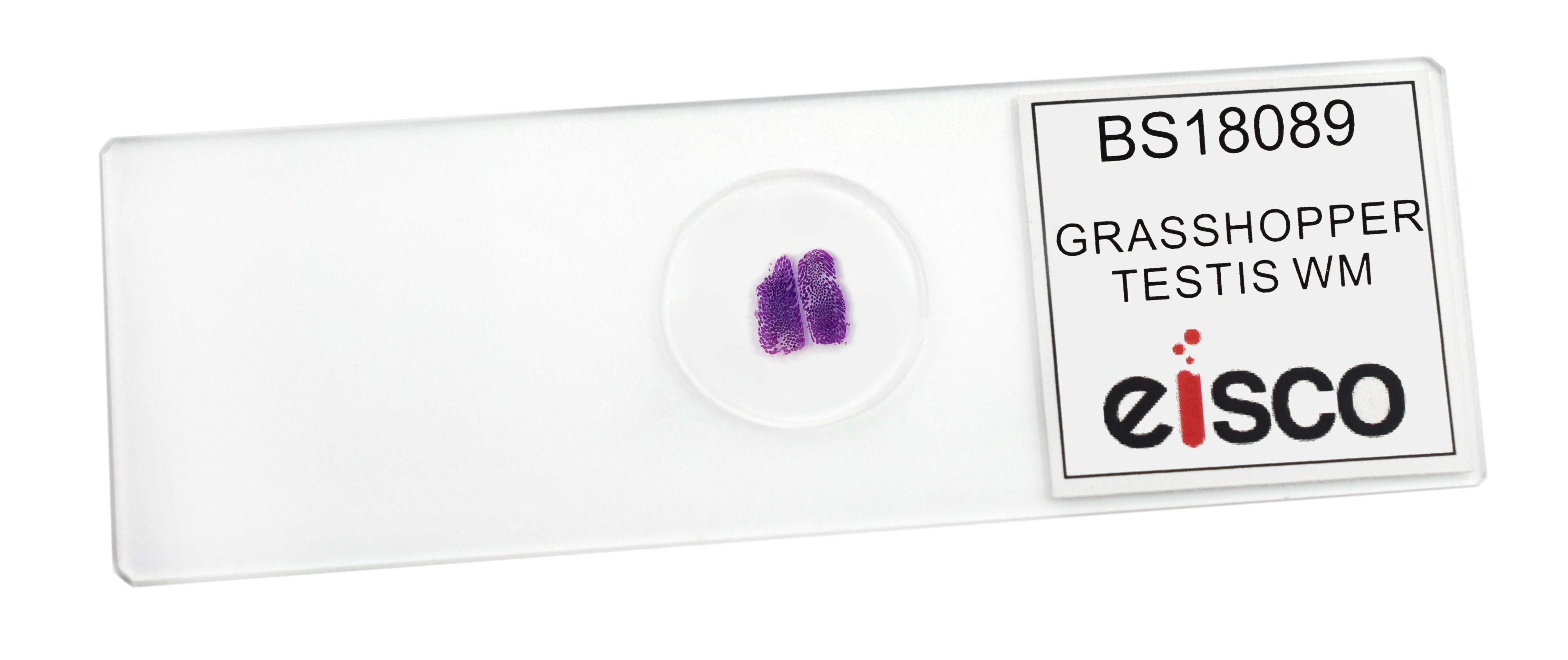 Grasshopper Testis Wholemount Prepared Microscope Slide