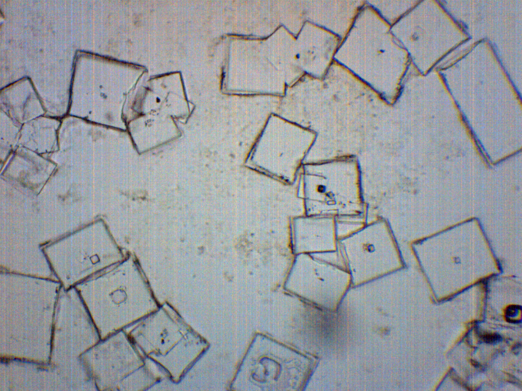 Salt Crystals Prepared Microscope Slide for Introductory Microscopy