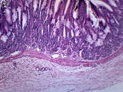 Frog Stomach Section with HE Stain Prepared Microscope Slide