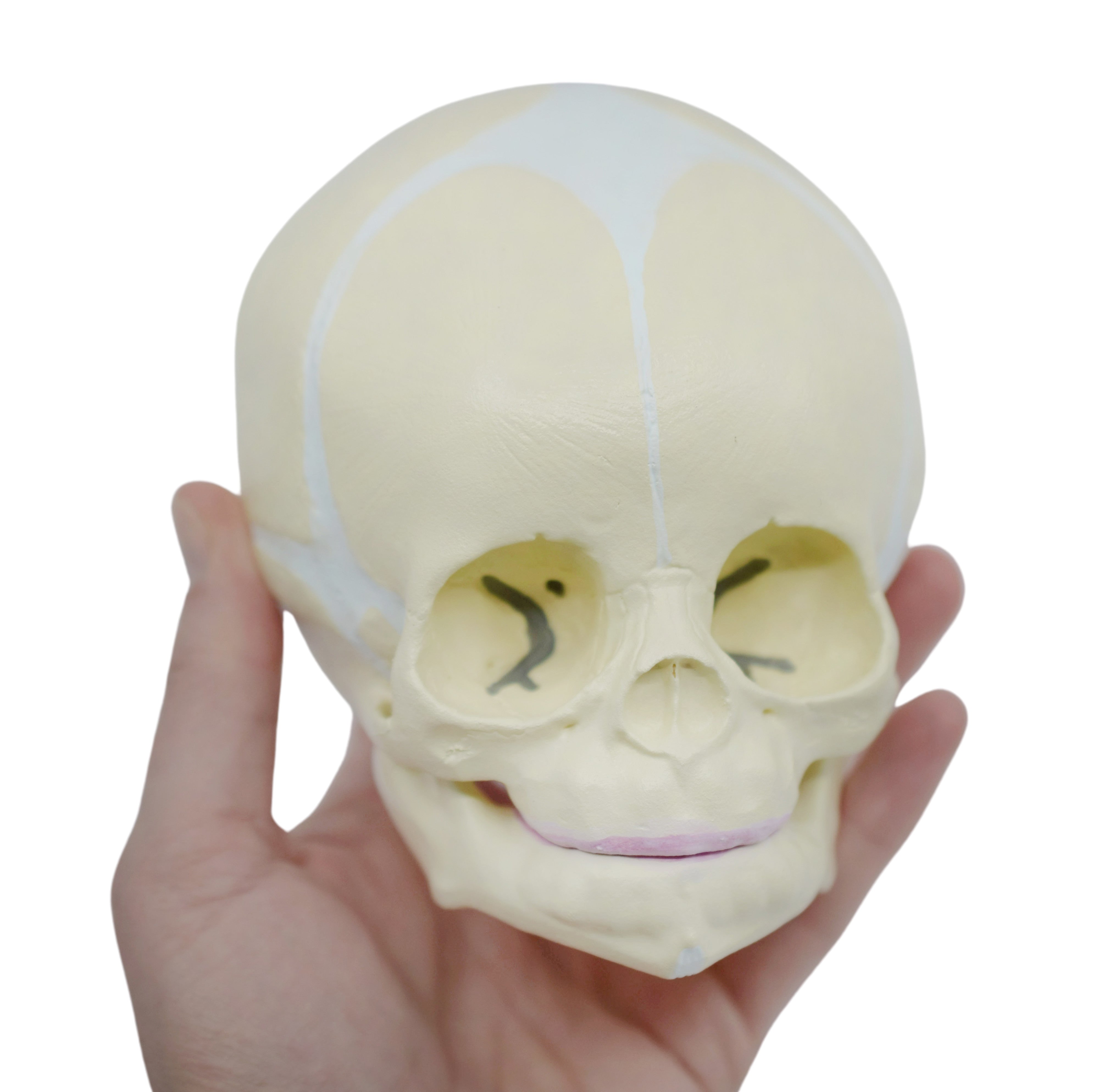 Life-Size Infant Skull Anatomical Model with Articulated Mandible