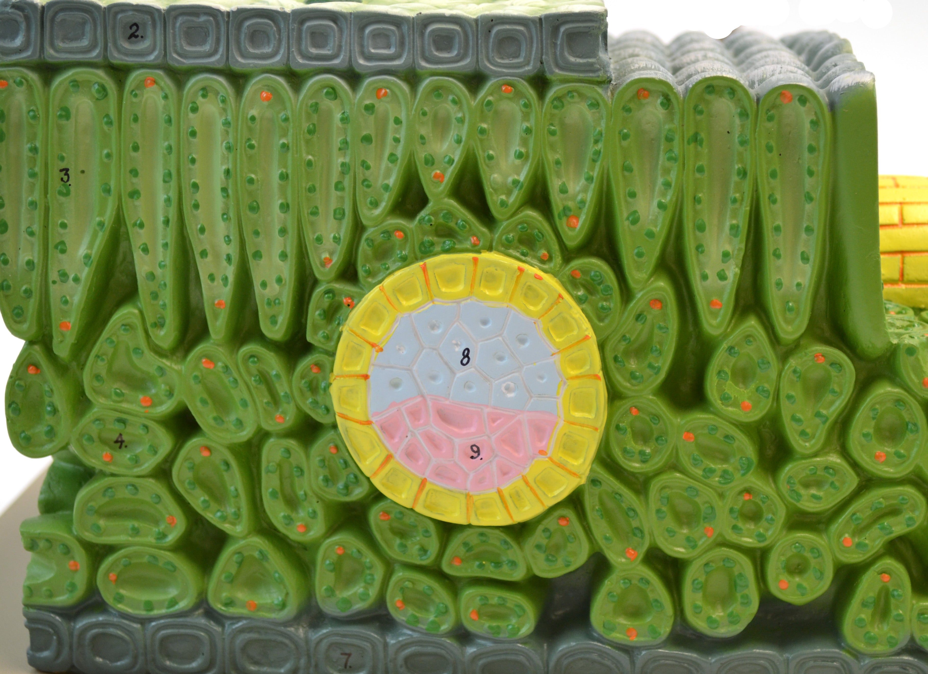 18" Dicot Leaf Microstructure Model, 500X Life Size