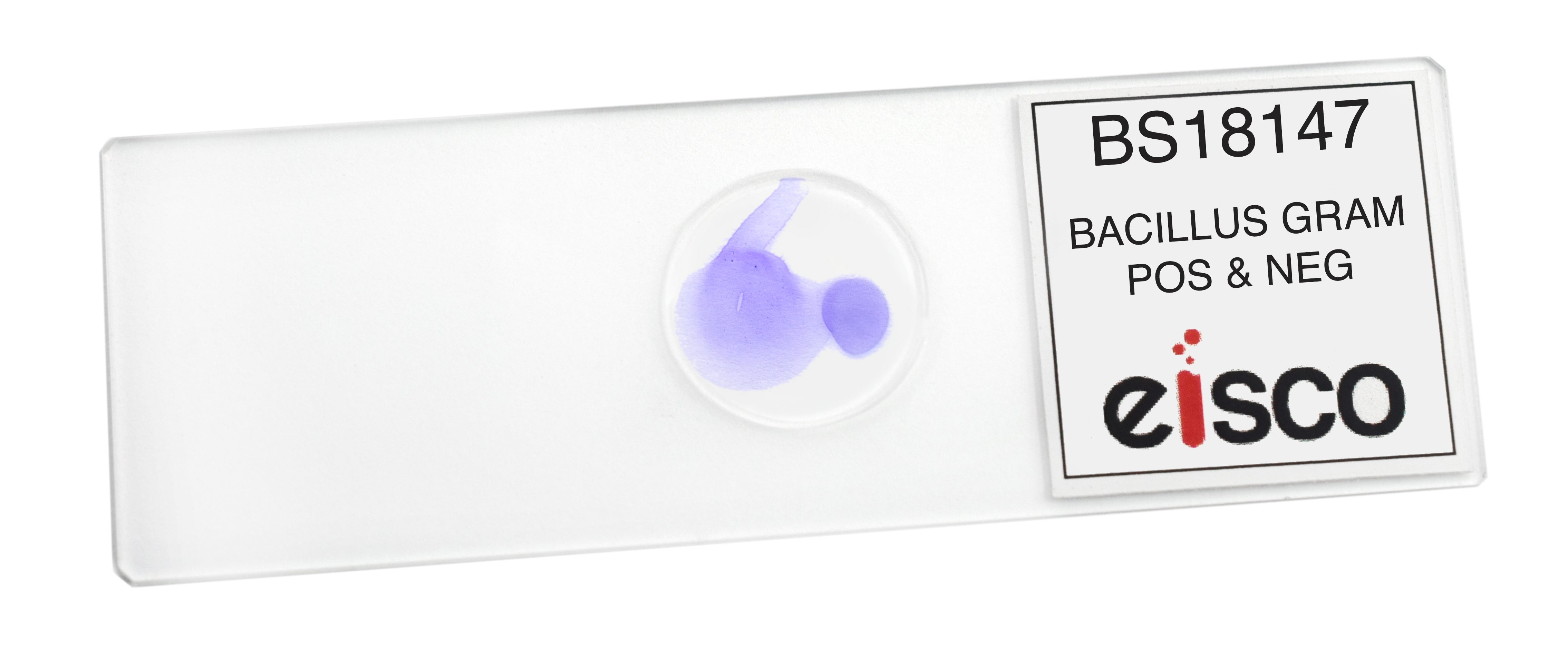 Bacillus Culture Gram Positive and Negative Prepared Microscope Slide