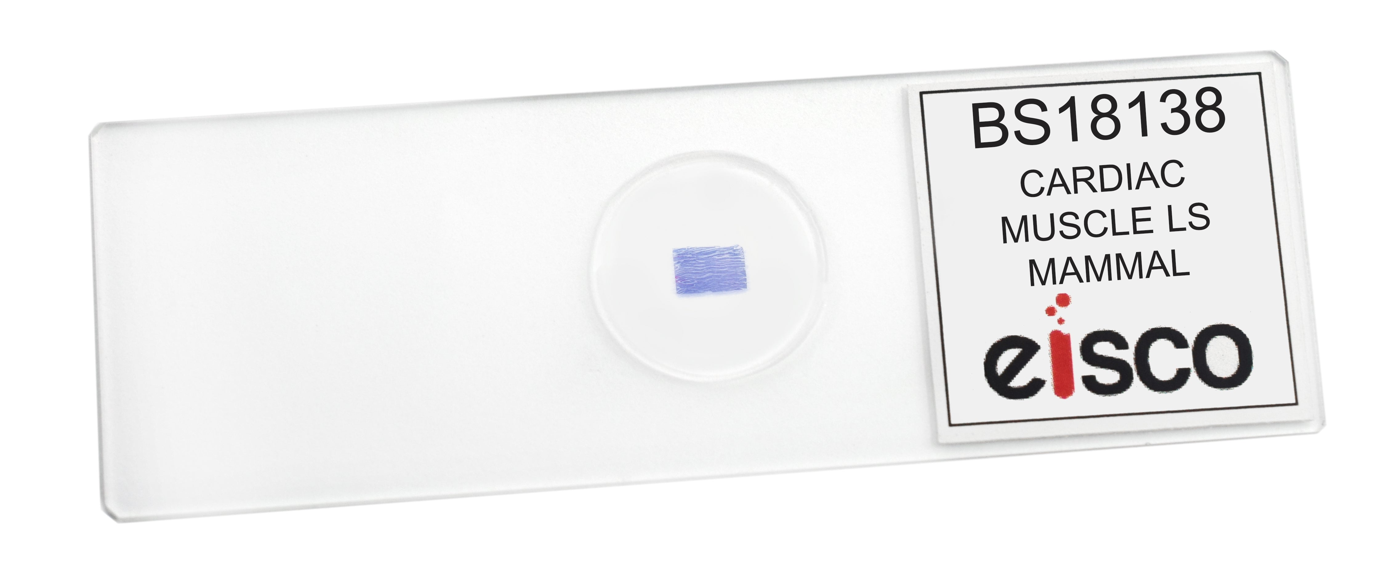 Cardiac Muscle Longitudinal Section Prepared Microscope Slide