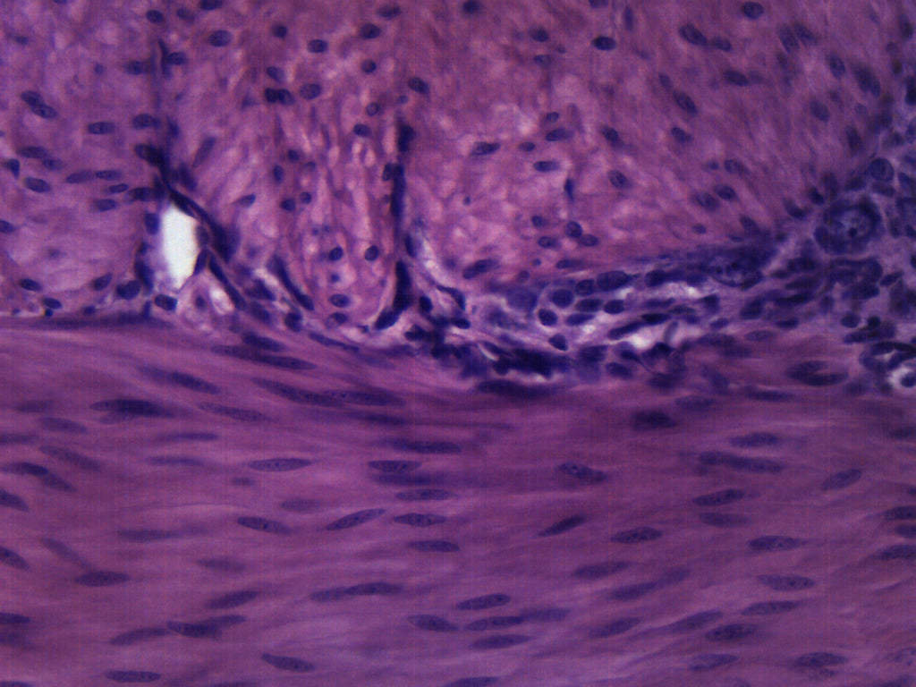 Smooth Muscle (Mammal) Cross-Section Prepared Microscope Slide