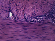 Smooth Muscle (Mammal) Cross-Section Prepared Microscope Slide