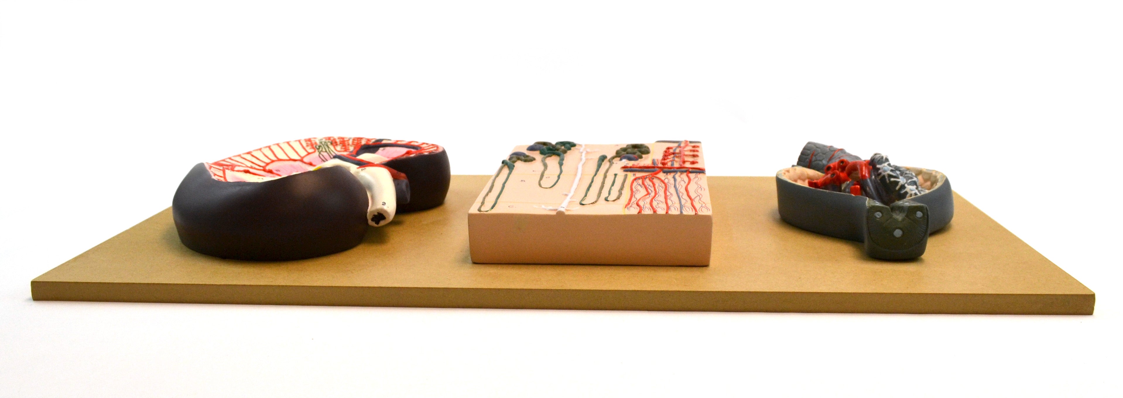 Human Kidney Section Model with Nephrons, Blood Vessels, and Glomerulus