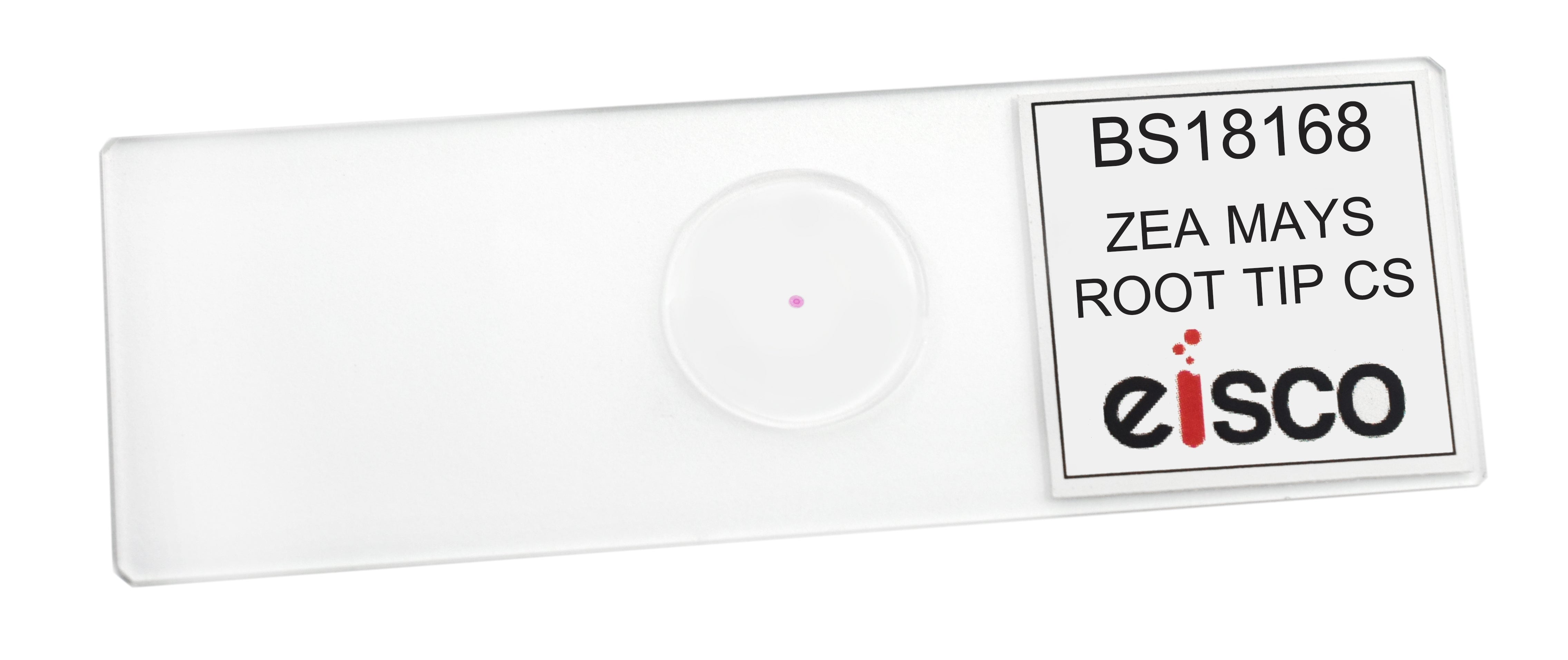 Zea Mays Root Tip Cross-Section Prepared Microscope Slide