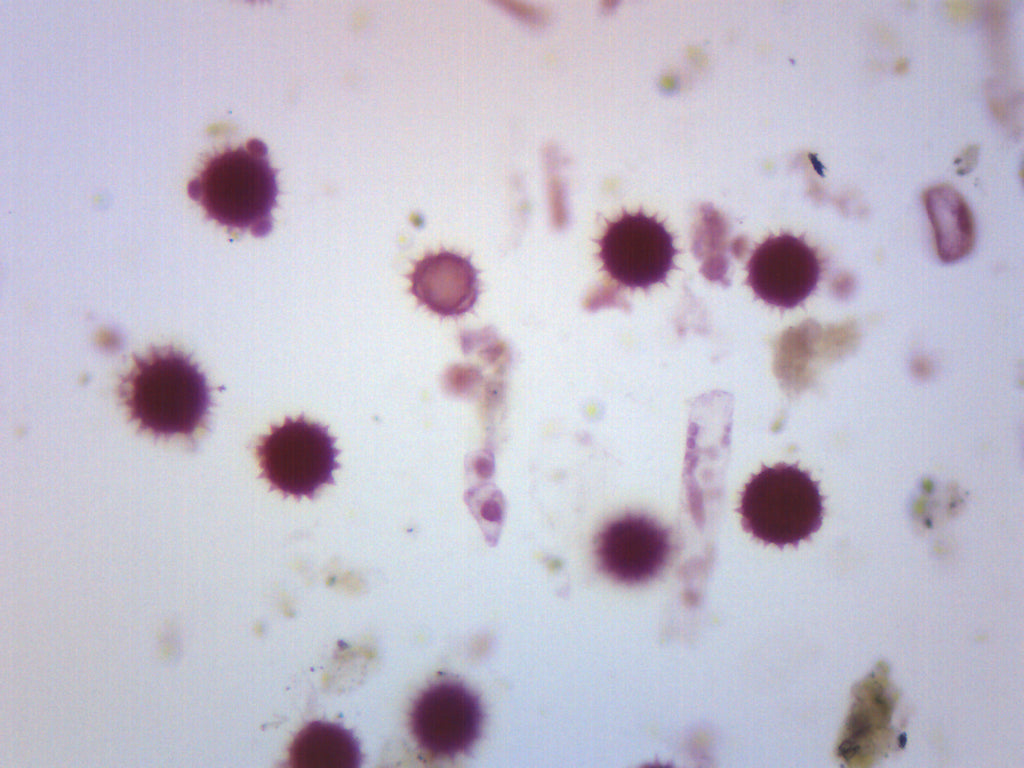 Dicot Pollens Whole Mount Prepared Microscope Slide