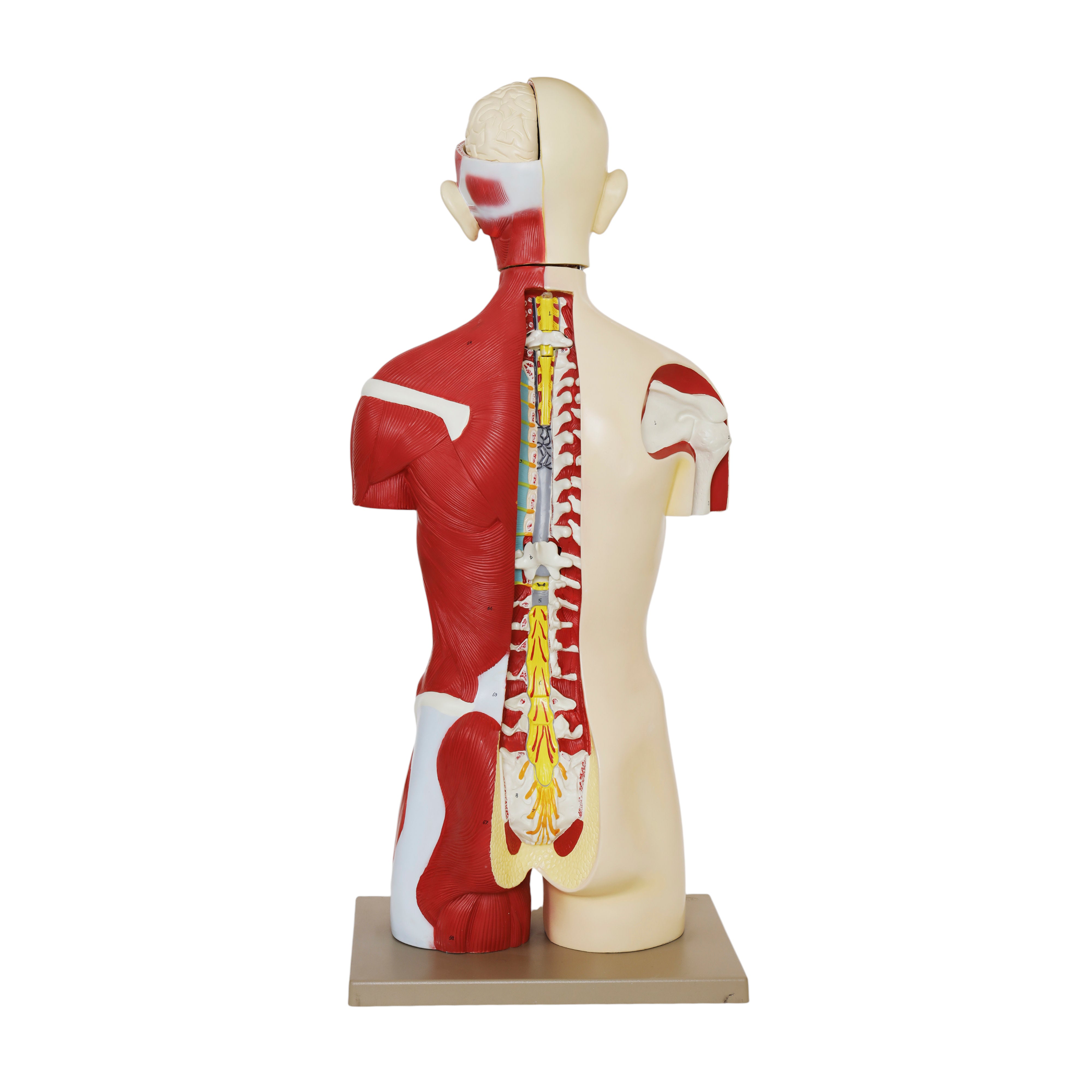 Life-Size Female Human Torso Model with Open Back, 35" Tall, 19-Part