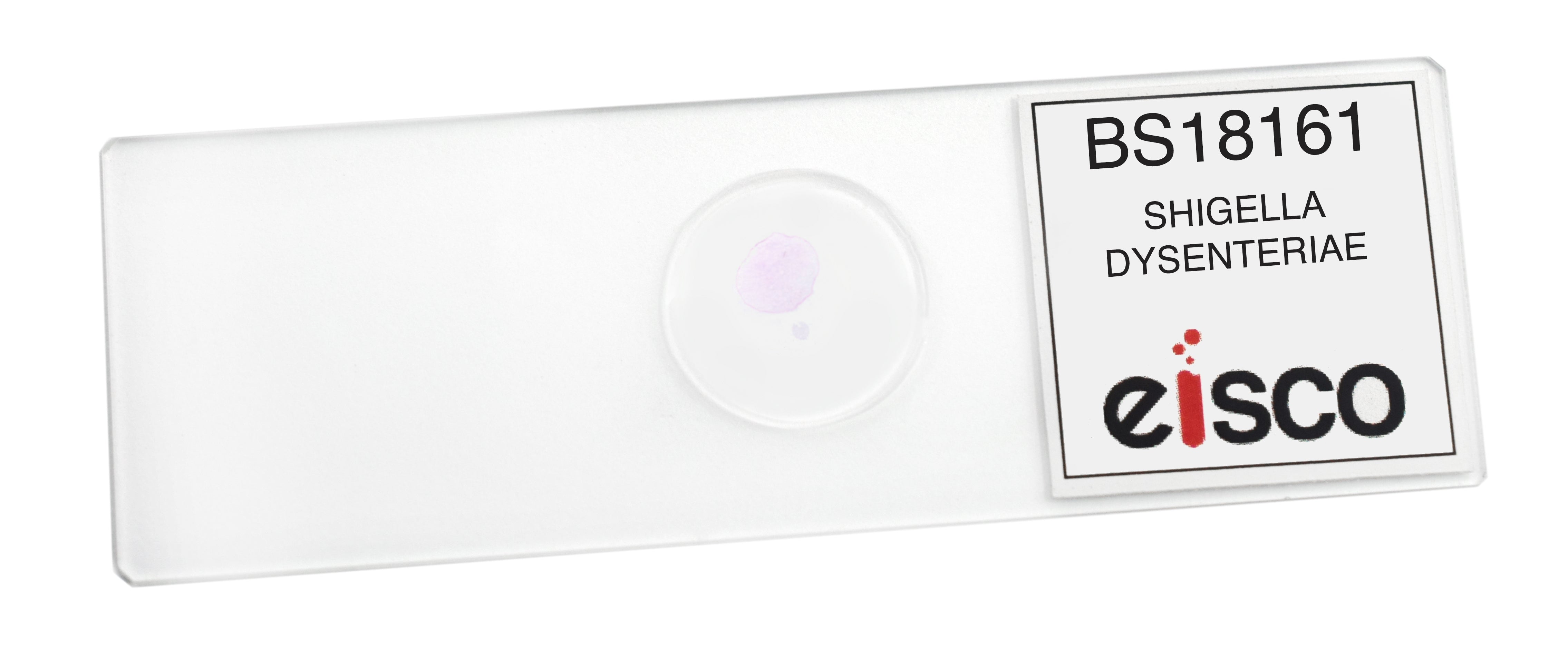 Shigella Dysenteriae Wholemount Prepared Microscope Slide