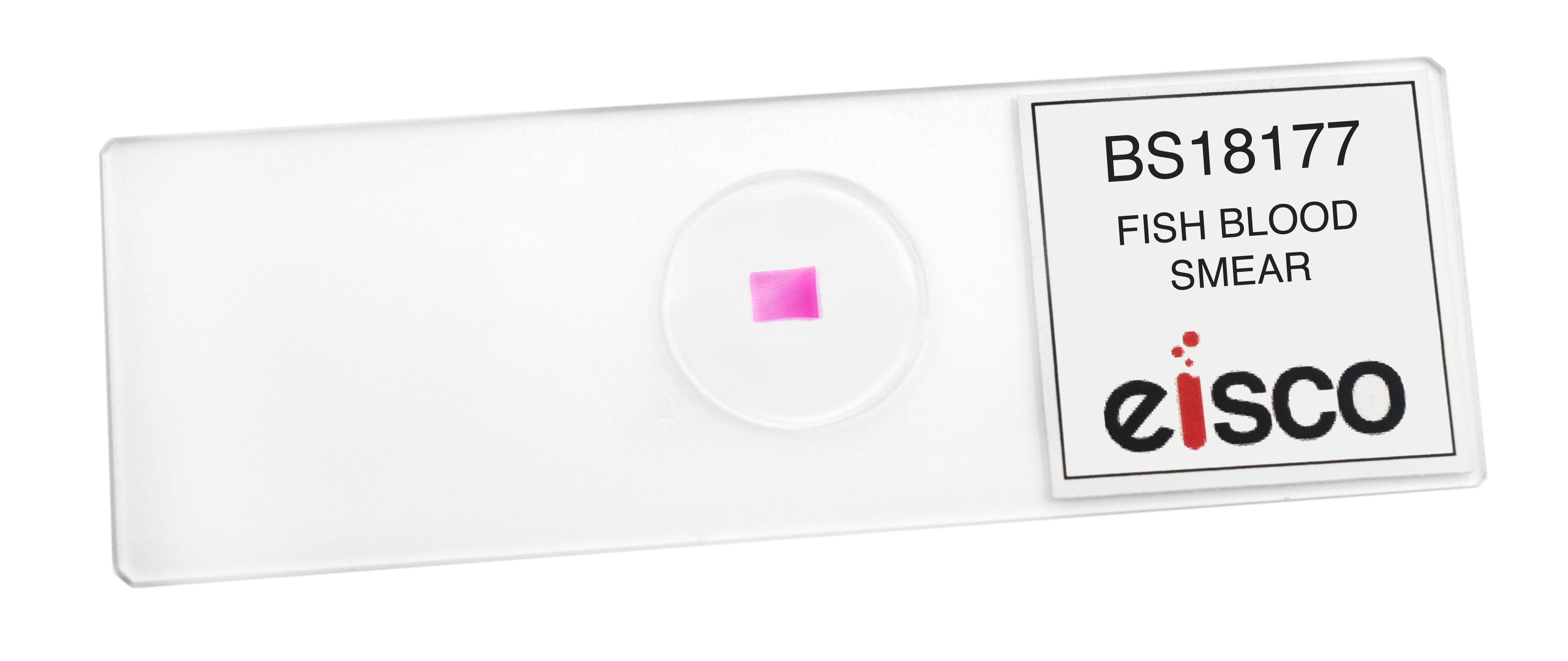 Fish Blood Smear Prepared Microscope Slide