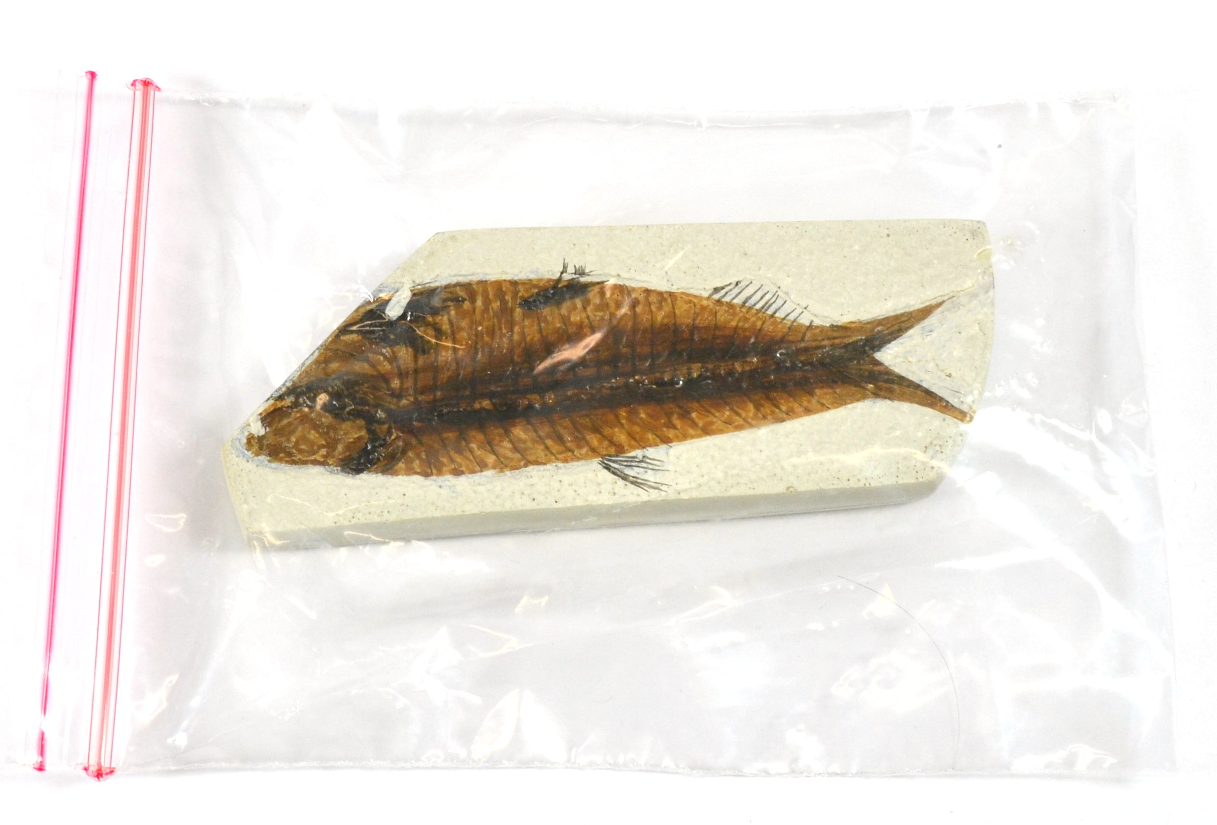 Mesozoic Fish Fossil Replica, 4 x 10cm