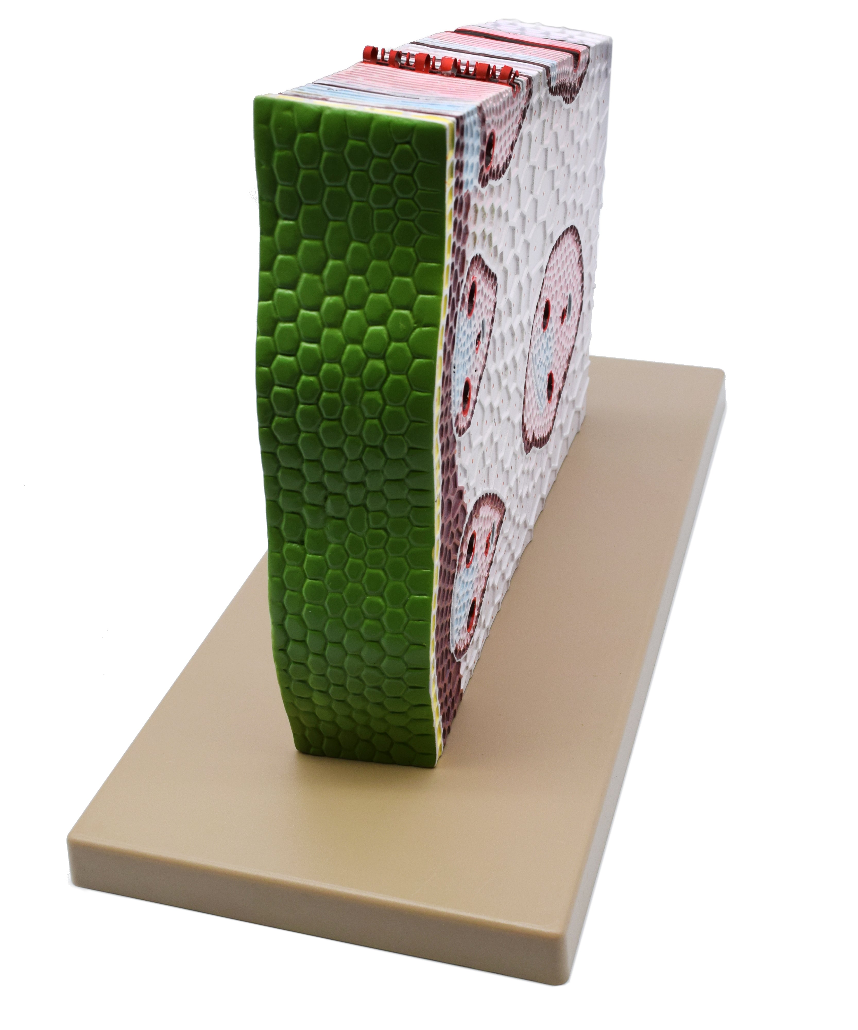 3D Monocot Stem Model with Cross Section, 11 x 18 x 8"