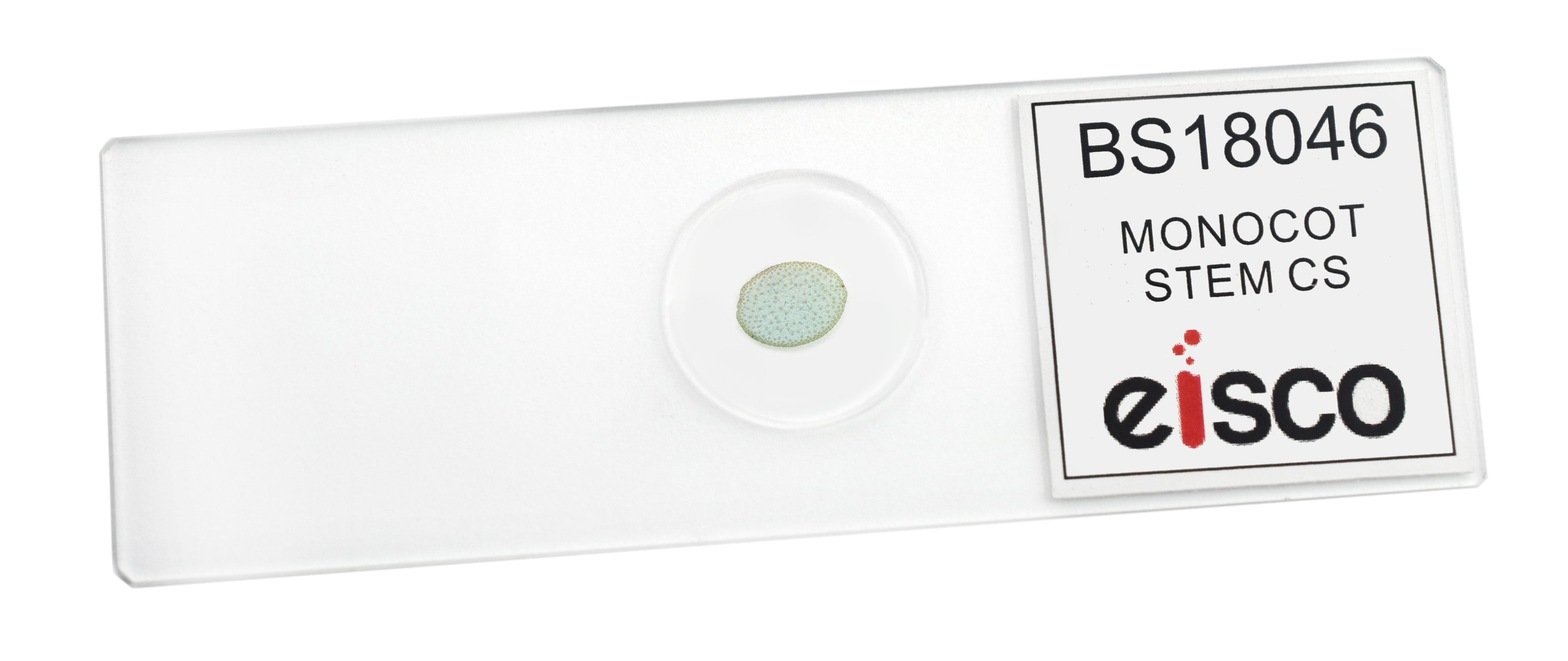 Monocot Stem Cross-Section Prepared Microscope Slide