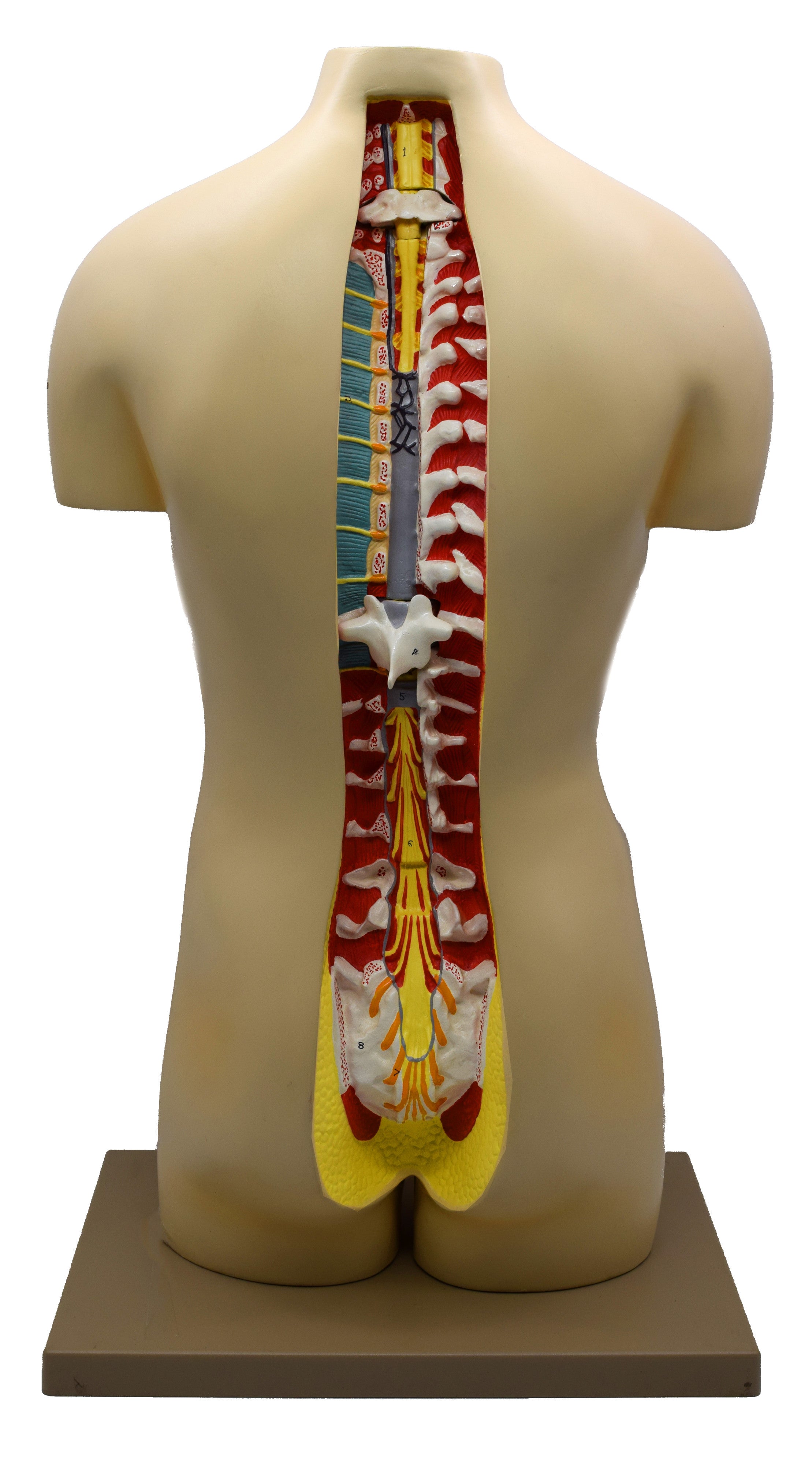 Life-Size Dual-Sex Human Torso Model with Open Back and Spinal Cord, 33", 27-Part