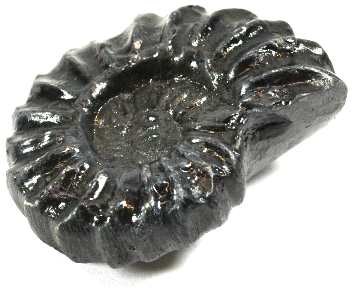 Mesozoic Perisphinctes Ammonite Fossil Replica, 4cm