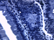 Mitochondria Cellular Organelle Prepared Microscope Slide