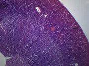 Kidney Longitudinal Section Prepared Microscope Slide
