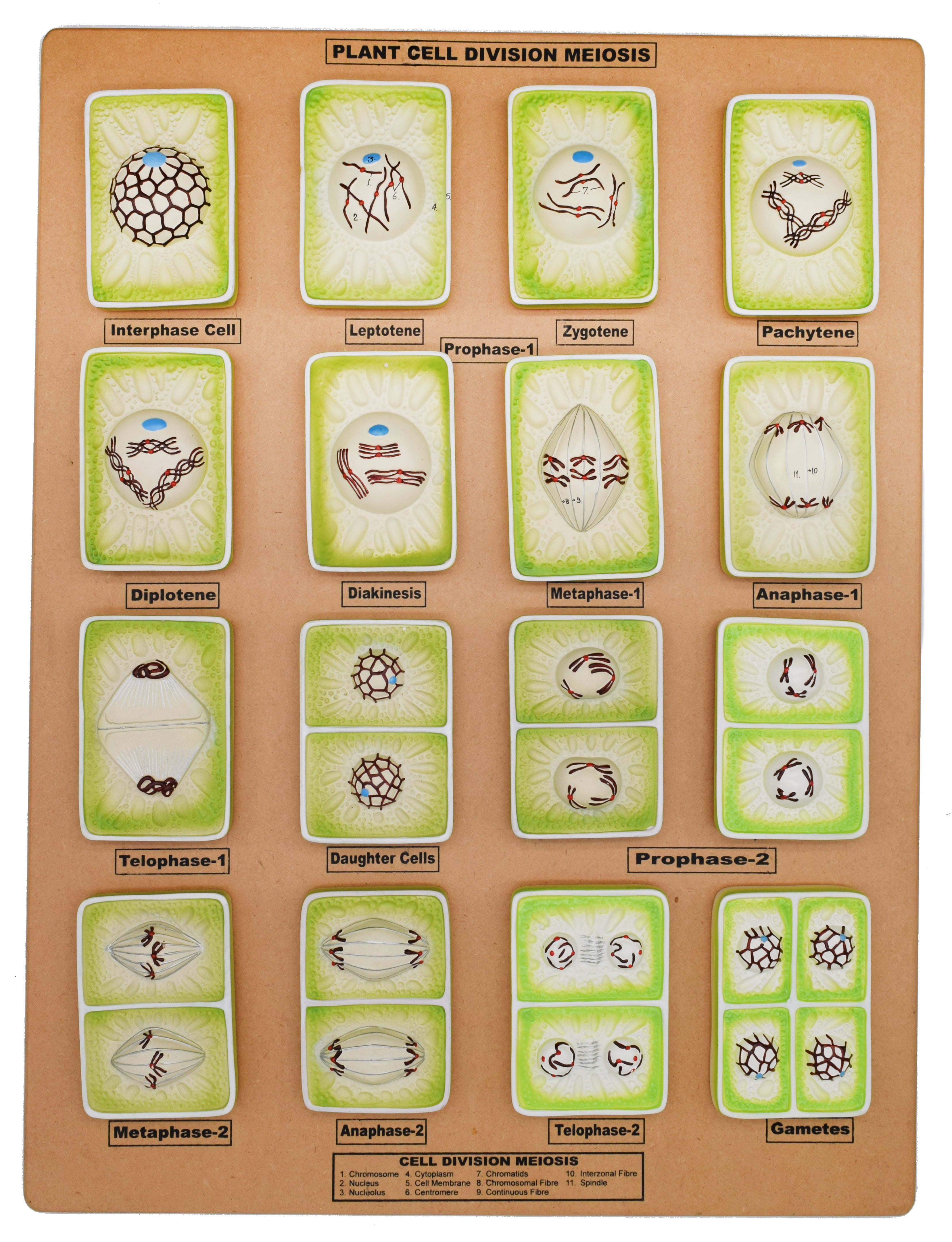 3D Plant Cell Division (Meiosis) Model, 24 x 18", Hand-Painted