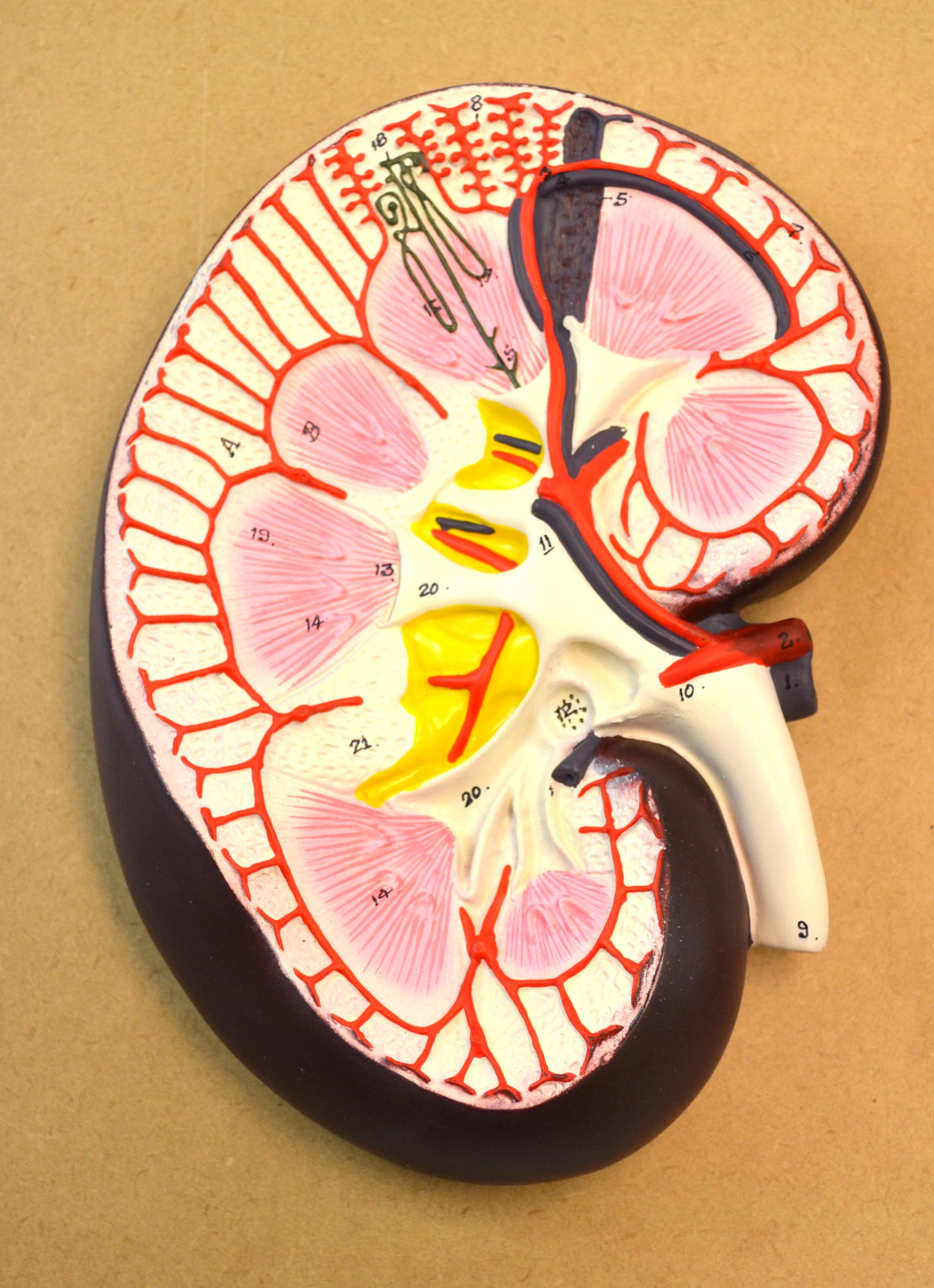 Human Kidney Section Model with Nephrons, Blood Vessels, and Glomerulus