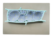 3D Plant Cell Sectional Model, 13 x 9", Hand-Painted