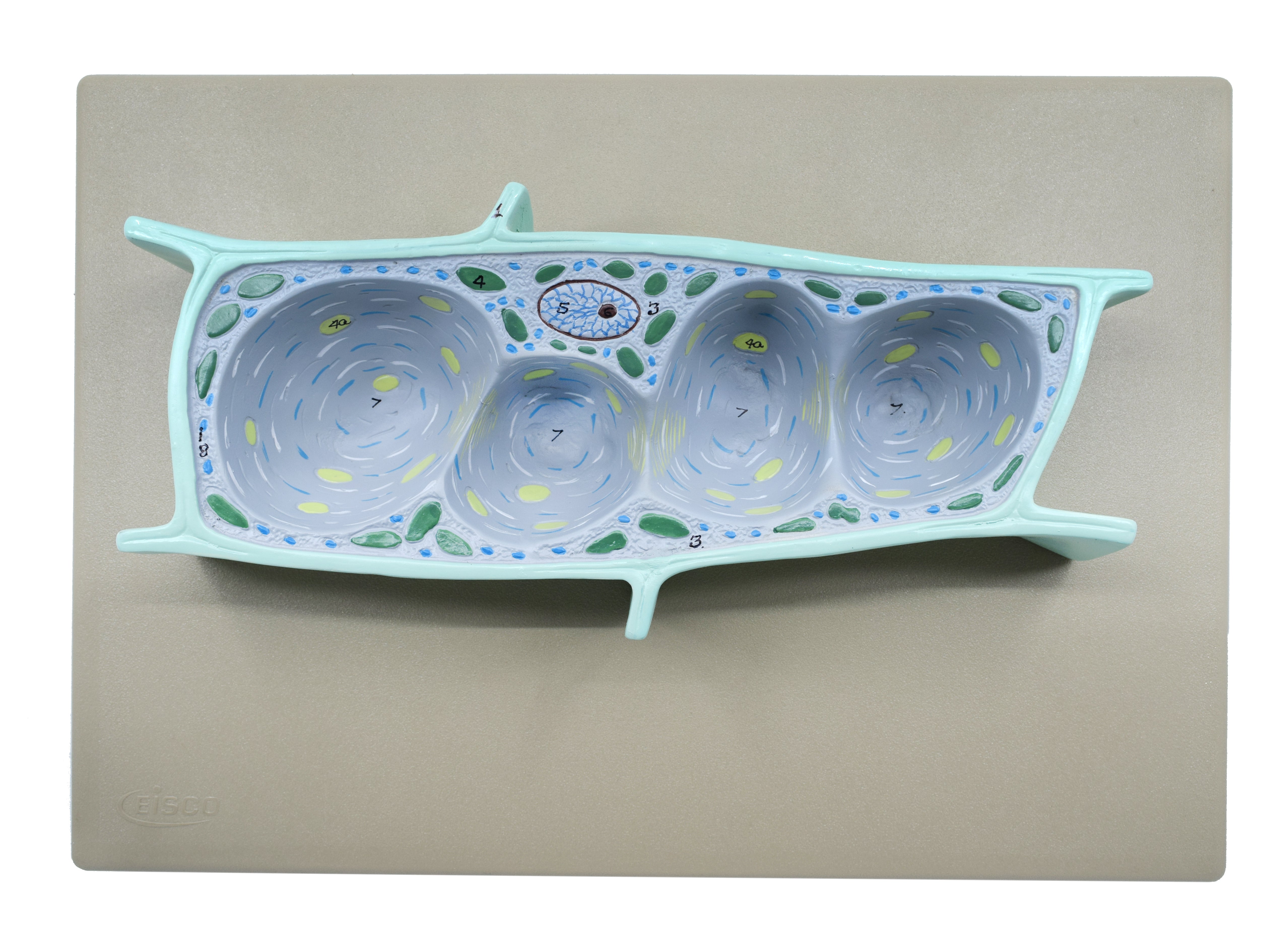 3D Plant Cell Sectional Model, 13 x 9", Hand-Painted