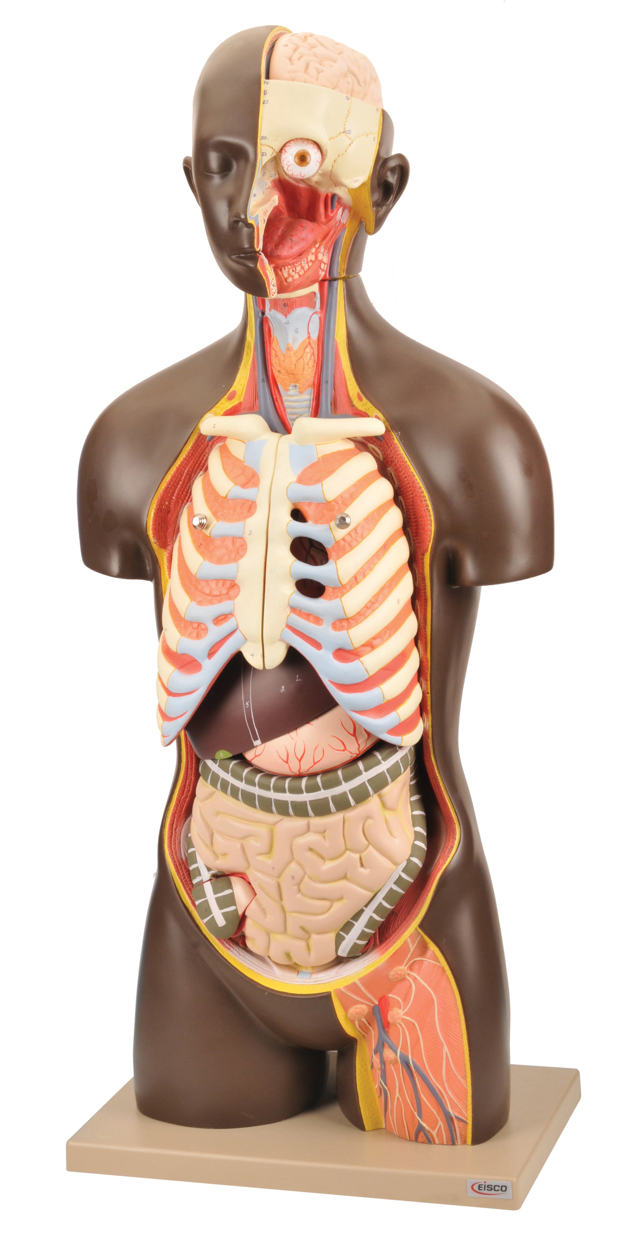 Human Torso Model with Dark Complexion, 13-Part, 35" Tall