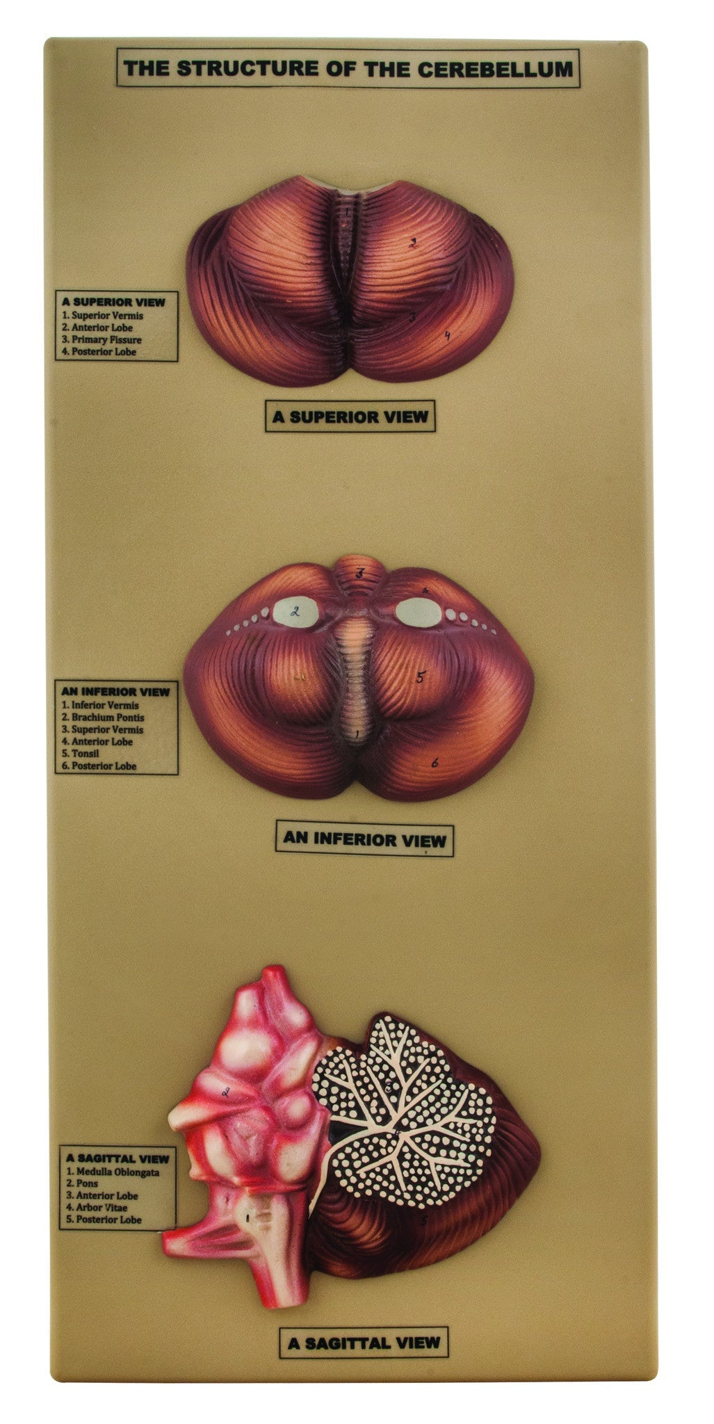 Cerebellum Structure Model