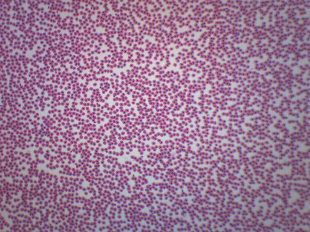 Fish Blood Smear Prepared Microscope Slide