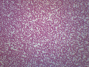 Fish Blood Smear Prepared Microscope Slide